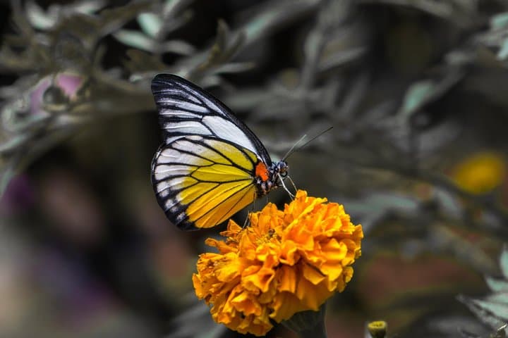 Cameron Highlands One-Day Private Trip from Kuala Lumpur: Tea Plantations, Waterfalls & Butterfly Garden photo 5