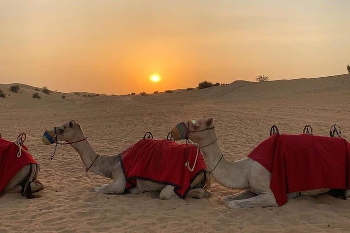 Dubai Arabian Night Desert Safari: Dune Bashing, Camel Ride & BBQ Camp photo 2