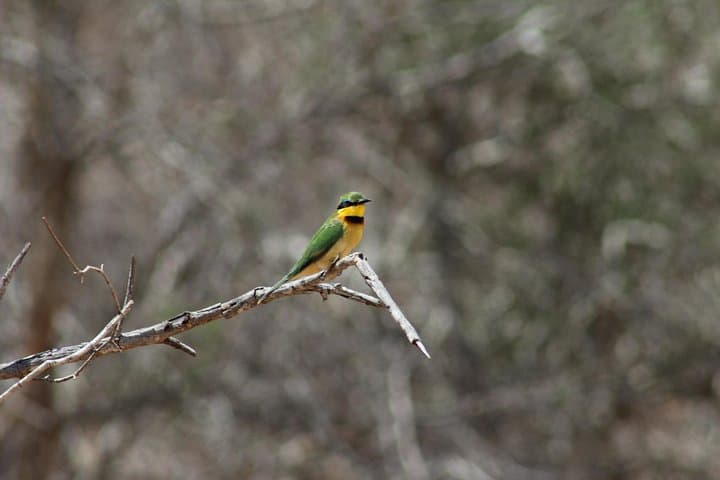 Full-Day Kruger Safari: Big Five, Waterholes & Open Vehicle Wildlife Viewing photo 3