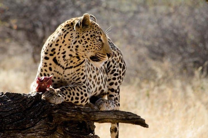 Taste of Namibia: 8-Day Classic Safari from Windhoek photo 3