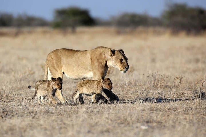 Taste of Namibia: 8-Day Classic Safari from Windhoek photo 5