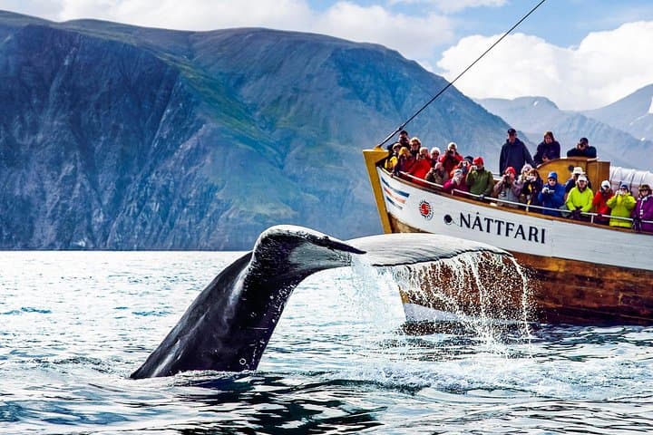 Traditional Oak Ship Whale Watching from Húsavík — Original Skjálfandi Bay Tour