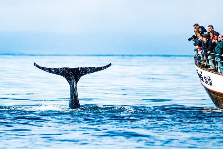 Traditional Oak Ship Whale Watching from Húsavík — Original Skjálfandi Bay Tour photo 3