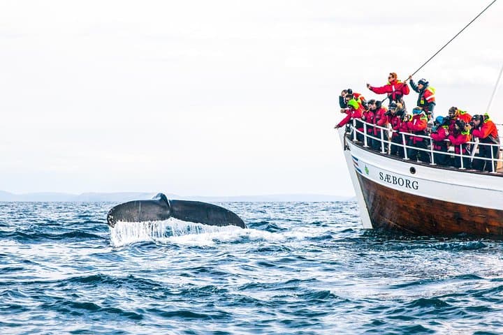 Traditional Oak Ship Whale Watching from Húsavík — Original Skjálfandi Bay Tour photo 6