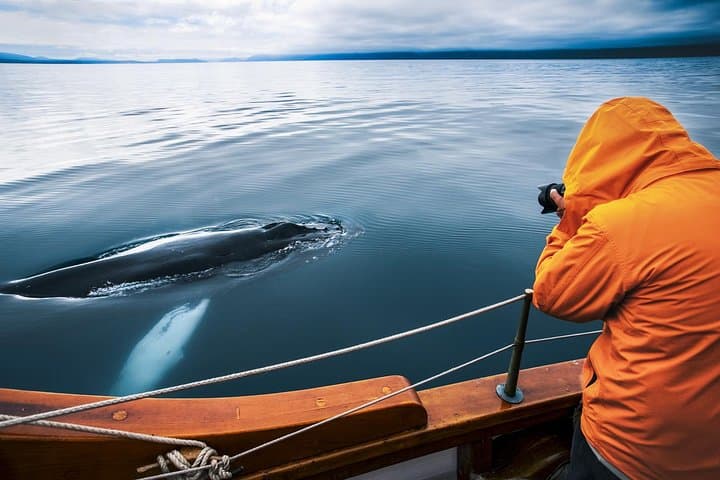 Silent Electric Whale Watching in Húsavík: Carbon-Neutral Tours on Skjálfandi Bay
