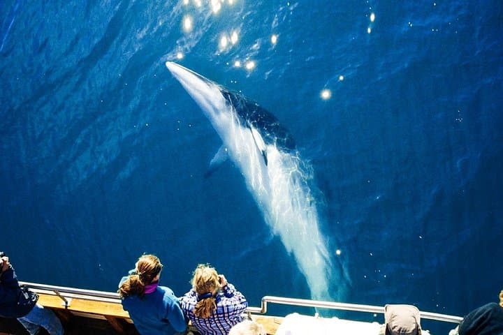 Silent Electric Whale Watching in Húsavík: Carbon-Neutral Tours on Skjálfandi Bay photo 4