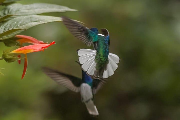 Jaco Birdwatching & Photography in Carara National Park with Sergio