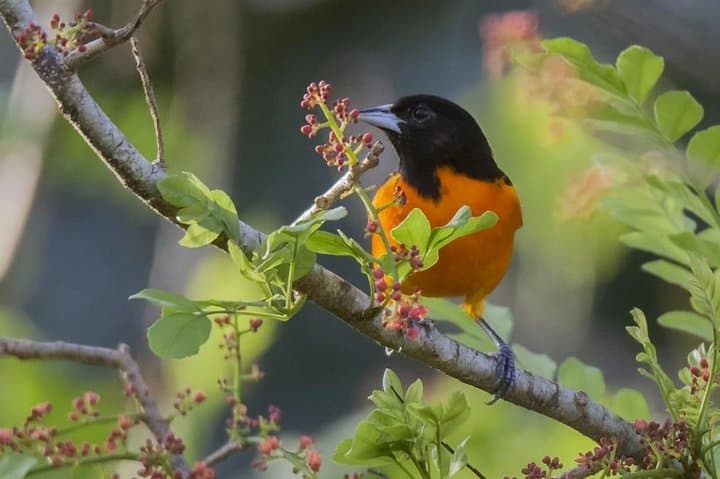 Jaco Birdwatching & Photography in Carara National Park with Sergio photo 2