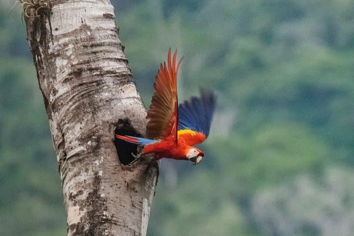 Jaco Birdwatching & Photography in Carara National Park with Sergio photo 4
