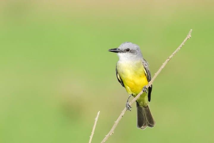 Jaco Birdwatching & Photography in Carara National Park with Sergio photo 5