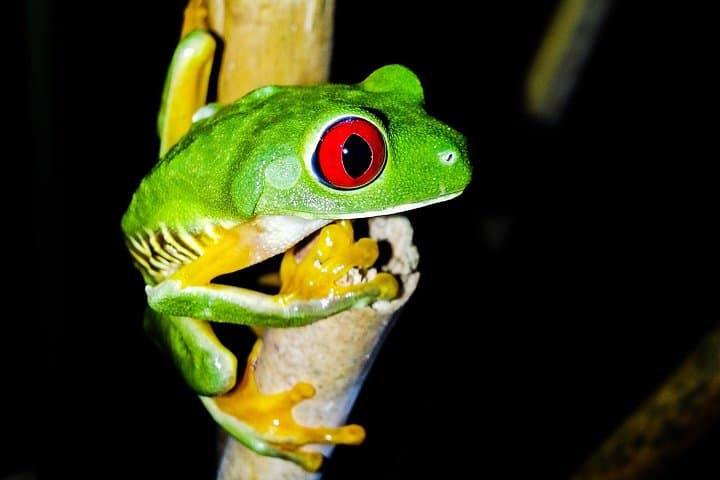 Manuel Antonio Jungle Night Tour — Guided Night Walk Near Quepos