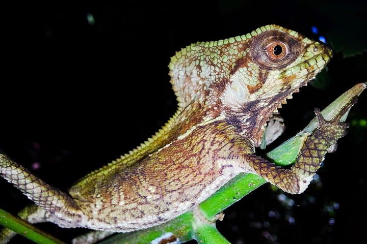 Manuel Antonio Jungle Night Tour — Guided Night Walk Near Quepos photo 2