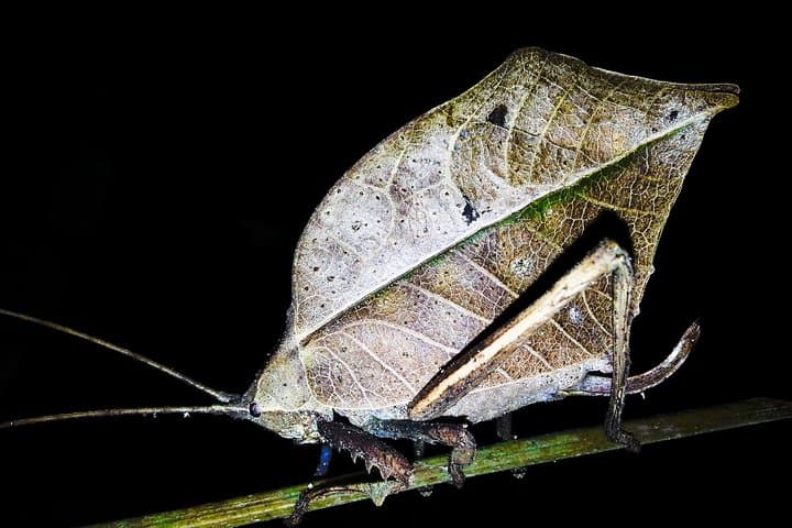 Manuel Antonio Jungle Night Tour — Guided Night Walk Near Quepos photo 3