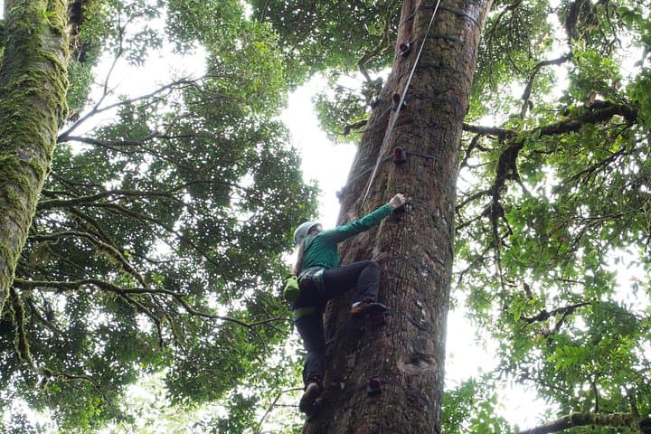 Monteverde Sky Tram, Sky Trek & Tree Climbing: Full-Day Cloud Forest Adventure photo 2