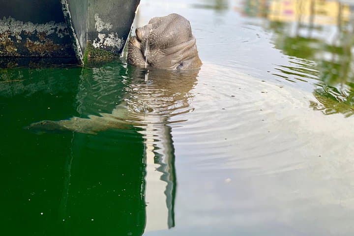 Florida Keys Eco Boat Tour in Key Largo — Dolphins & Manatees & Coastal Ecology photo 4