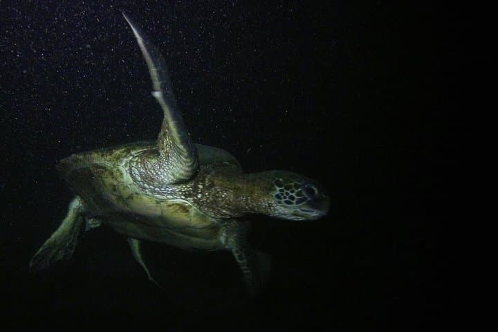 Certified Beach Night Dive in Hilo — Guided Moonlit SCUBA Adventure photo 4