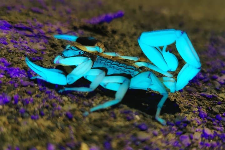 Manuel Antonio Jungle Night Tour — Guided Night Walk Near Quepos photo 4