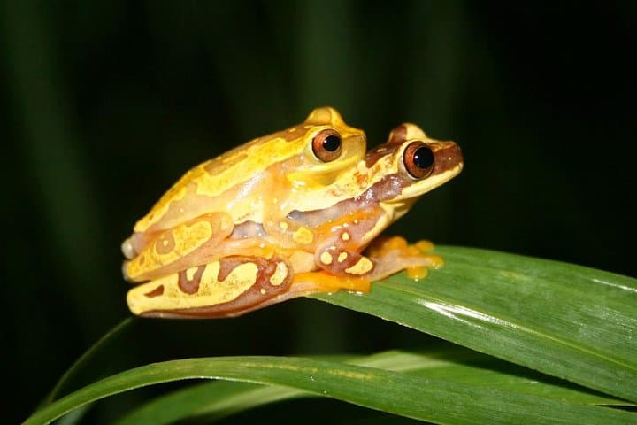 Manuel Antonio Jungle Night Tour — Guided Night Walk Near Quepos photo 5