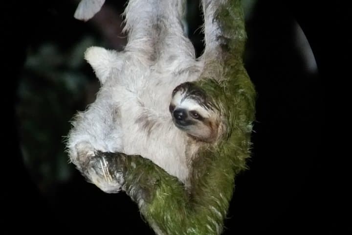 Manuel Antonio Jungle Night Tour — Guided Night Walk Near Quepos photo 6