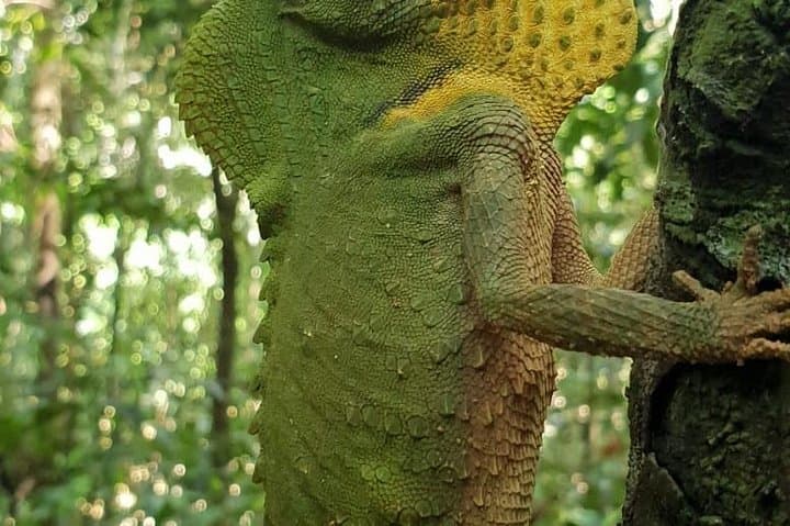 Sinharaja Rainforest Short Tour: 5 Waterfalls & Wildlife Adventure photo 4
