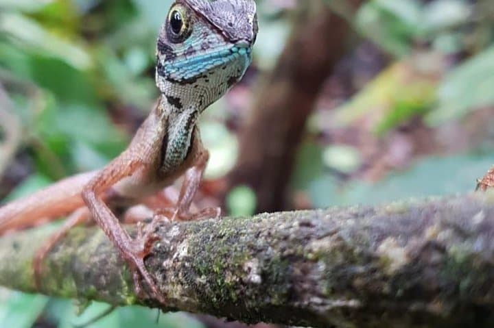Sinharaja Rainforest Short Tour: 5 Waterfalls & Wildlife Adventure