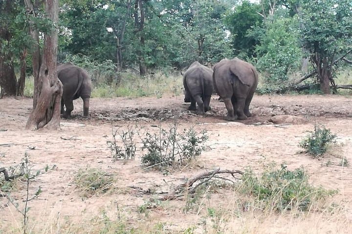 Livingstone Game Drive & Rhino Walk: See White Rhinos in Mosi-oa-Tunya photo 2