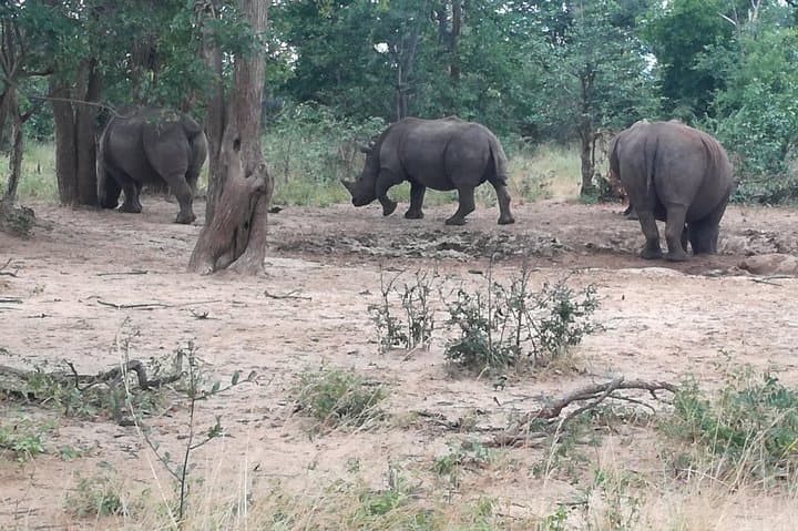 Livingstone Game Drive & Rhino Walk: See White Rhinos in Mosi-oa-Tunya photo 3
