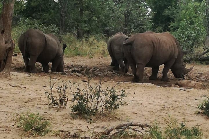 Livingstone Game Drive & Rhino Walk: See White Rhinos in Mosi-oa-Tunya photo 4