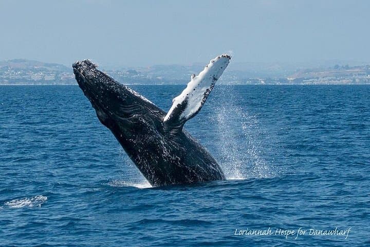 Dana Point Whale Watching: 2-Hour Ocean Cruise to See Whales & Dolphins photo 4