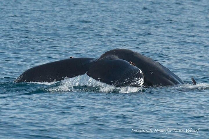 Dana Point Whale Watching: 2-Hour Ocean Cruise to See Whales & Dolphins photo 5