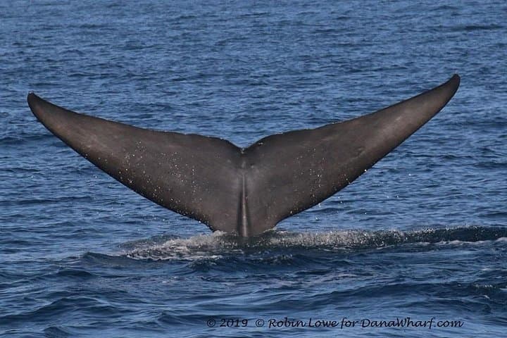Dana Point Whale Watching: 2-Hour Ocean Cruise to See Whales & Dolphins photo 6