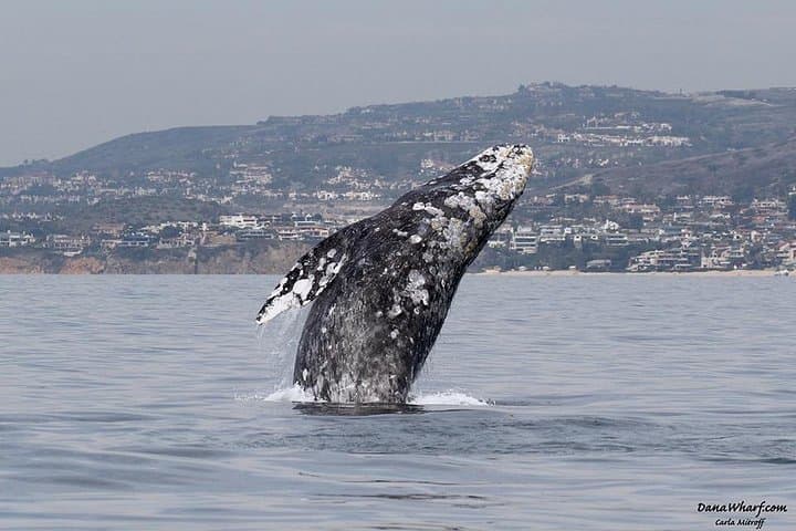 Dana Point Whale Watching: 2-Hour Ocean Cruise to See Whales & Dolphins photo 2