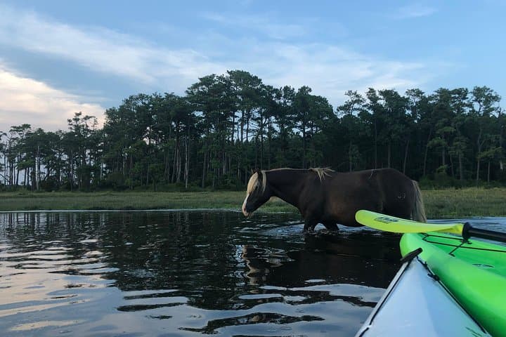 Assateague Guided Kayak Tour to See Ponies, Dolphins & Birds photo 5