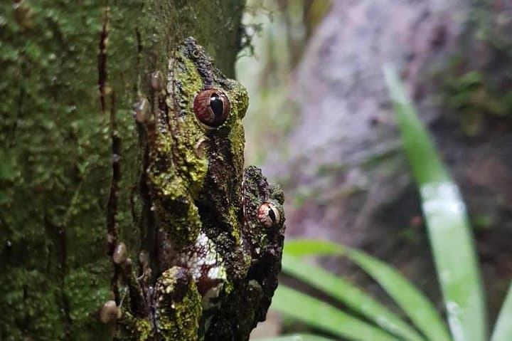 Sinharaja Rainforest Short Tour: 5 Waterfalls & Wildlife Adventure photo 6