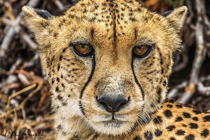 Explore Nairobi National Park: Safari Adventure Just Outside Kenya’s Capital photo 3