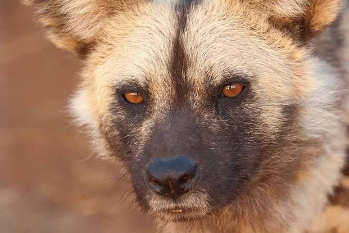 Explore Nairobi National Park: Safari Adventure Just Outside Kenya’s Capital photo 4