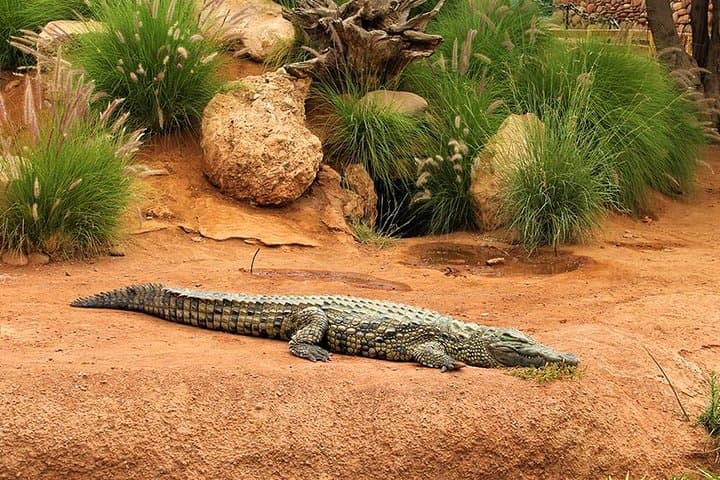 Inside Agadir's Crocoparc: Crocodiles, Botanical Gardens & Easy Transfers photo 2