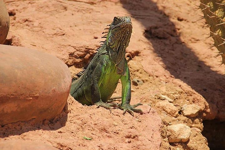 Inside Agadir's Crocoparc: Crocodiles, Botanical Gardens & Easy Transfers photo 3