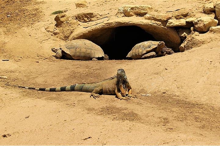 Inside Agadir's Crocoparc: Crocodiles, Botanical Gardens & Easy Transfers photo 4