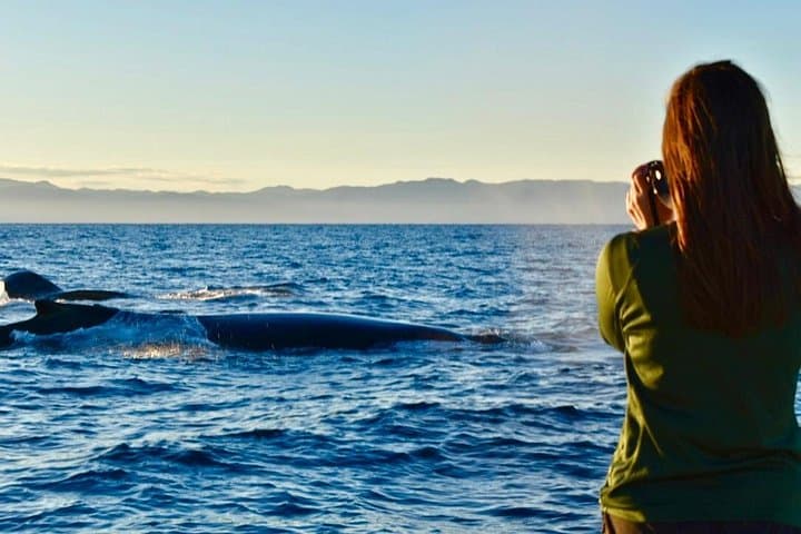 Private Bay Tour from Puerto Vallarta: Whales, Dolphins & Yelapa Waterfall photo 1