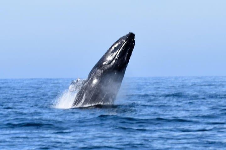 Private Bay Tour from Puerto Vallarta: Whales, Dolphins & Yelapa Waterfall photo 4