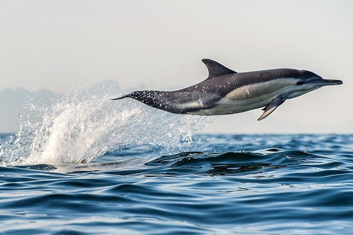 Bay of Plenty Half-Day Dolphin and Wildlife Cruise from Tauranga