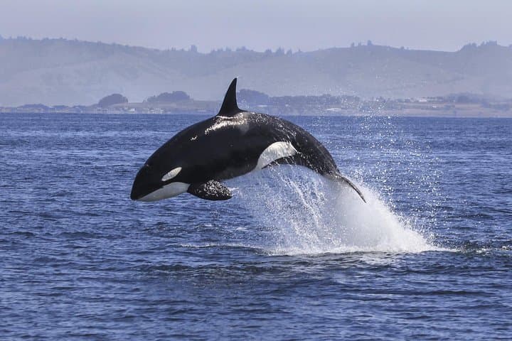 Bay of Plenty Half-Day Dolphin and Wildlife Cruise from Tauranga photo 5
