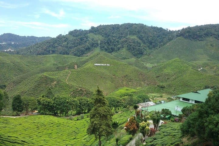 Cameron Highlands Countryside Tour: BOH Tea, Strawberry Farms & Mossy Forest