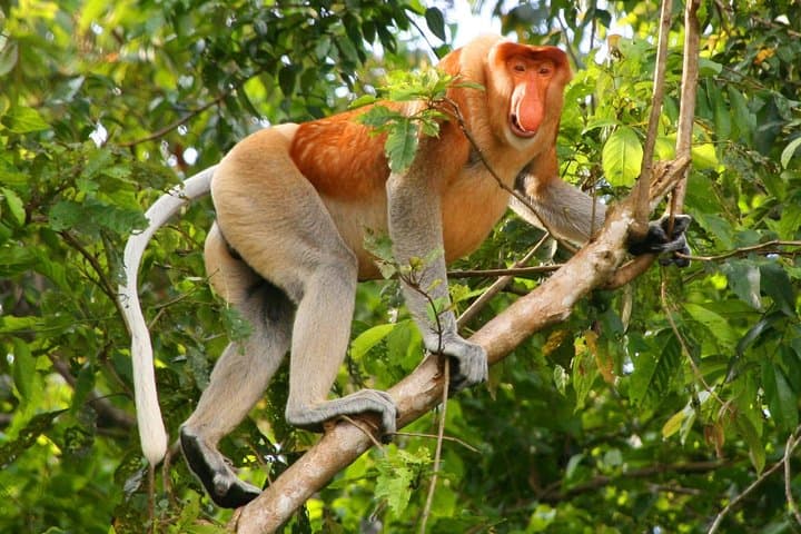 Bako National Park Day Trip from Kuching: Rainforest Trails, Beaches & Wildlife