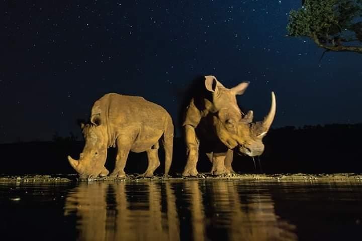Explore Nairobi National Park: Safari Adventure Just Outside Kenya’s Capital photo 5