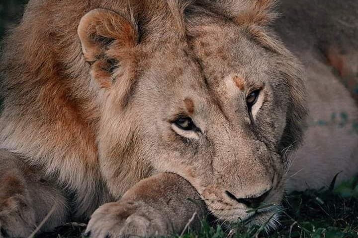 Explore Nairobi National Park: Safari Adventure Just Outside Kenya’s Capital photo 6