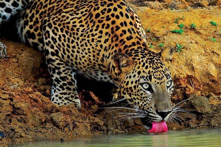Yala Wild Adventure Safari — Full-Day Leopard Safari in Yala National Park photo 1
