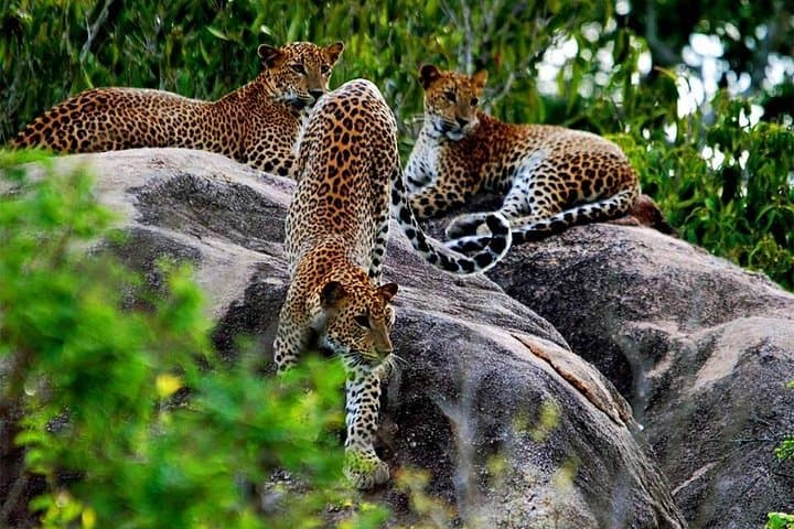 Yala Wild Adventure Safari — Full-Day Leopard Safari in Yala National Park photo 2