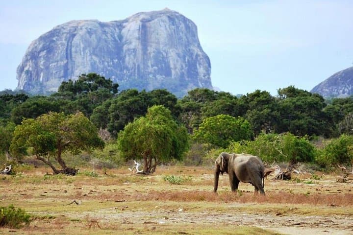 Yala Wild Adventure Safari — Full-Day Leopard Safari in Yala National Park photo 3